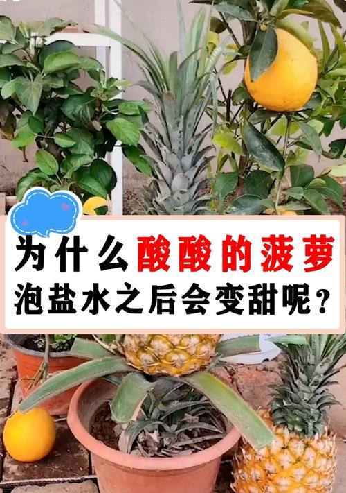 手机在盐水中泡会有什么影响？（了解手机与盐水相遇的后果及如何应对）